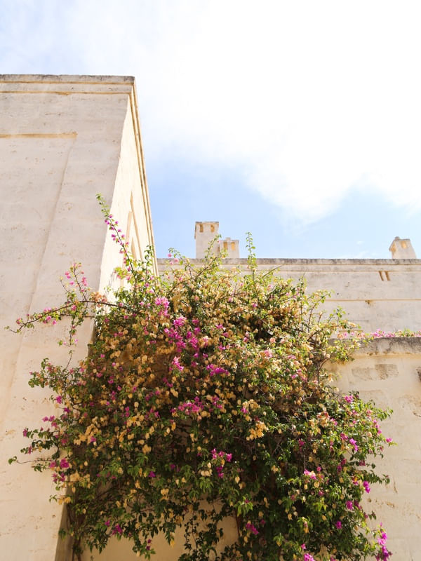 FLORES NO CÉU. PUGLIA, ITÁLIA