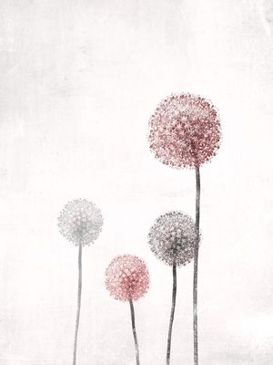 PINK DANDELION