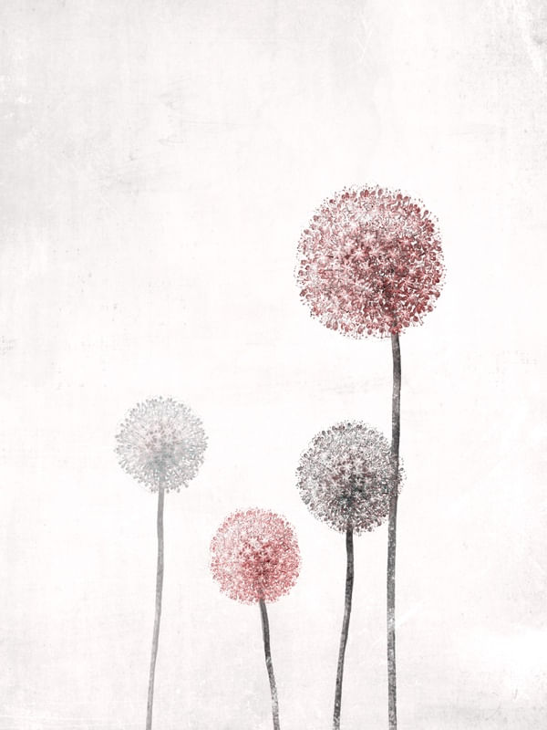 PINK DANDELION