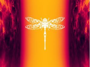 WHITE DRAGONFLY