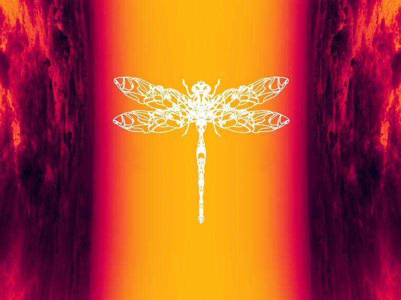 WHITE DRAGONFLY
