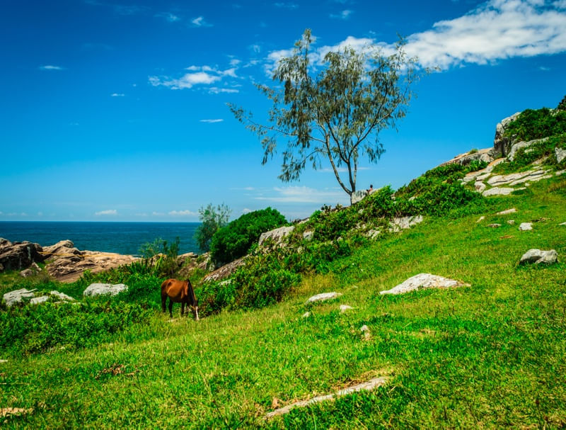 O CAVALO E O MAR