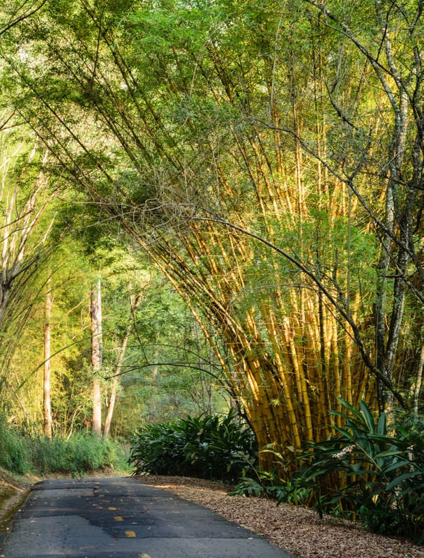 ESTRADA ENTRE BAMBUS