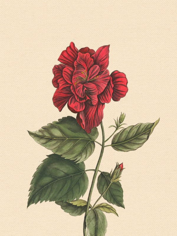 FLOWER NEAR ME 9