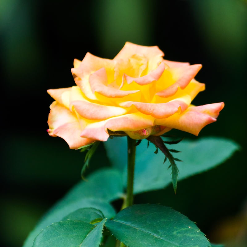 OLHA A ROSA