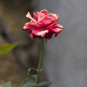 VERMELHO DESGASTADO
