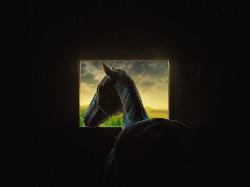 CAVALO NA JANELA