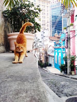 ALONGAMENTO FELINO