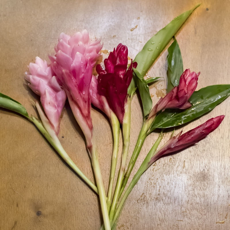 BROMELIAL