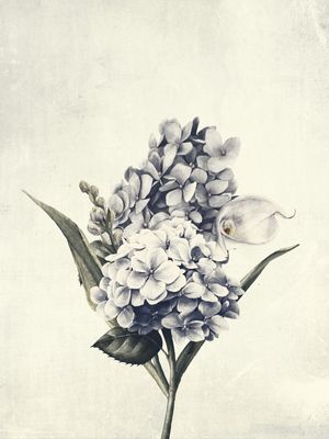 FLOWER NEAR ME 12