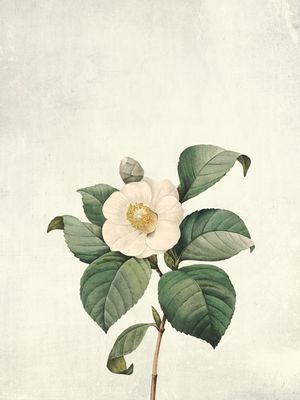 VINTAGE FLOWERS