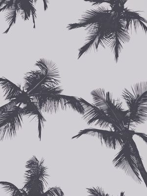 PALMS 1