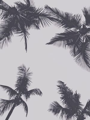 PALMS 2