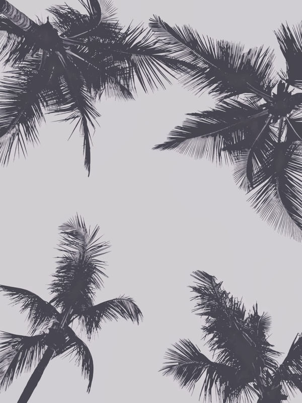 PALMS 2
