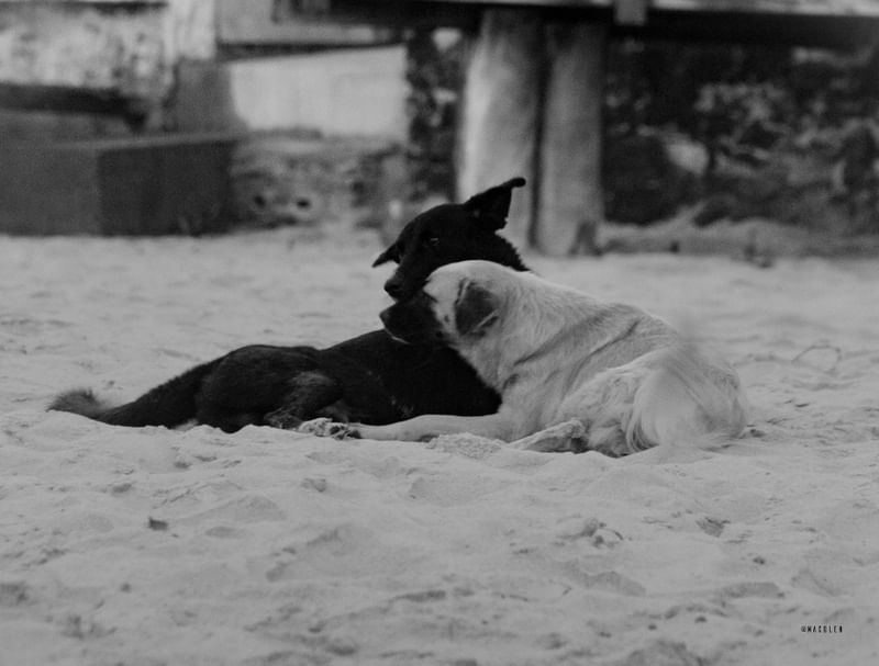 DOG LOVE