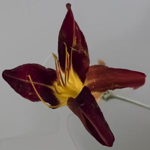 FLOR HELENA