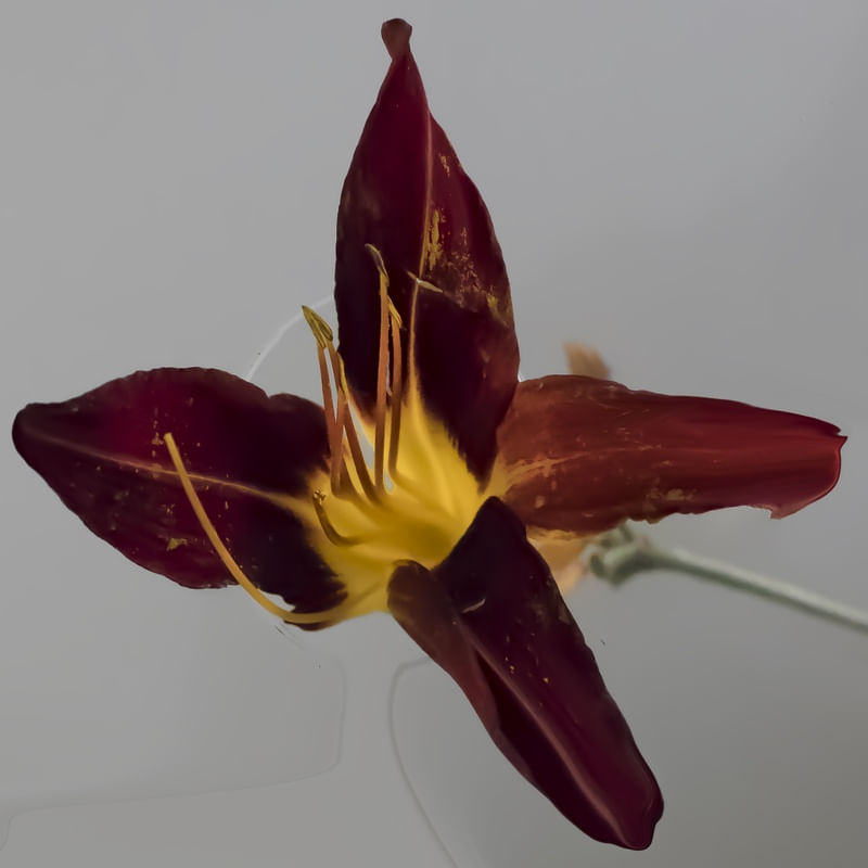 FLOR HELENA