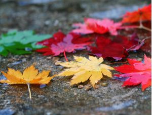 CORES DE UM OUTONO