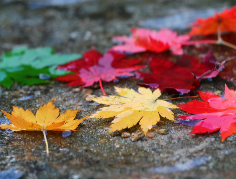 CORES DE UM OUTONO