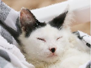 UM DIA UM GATO