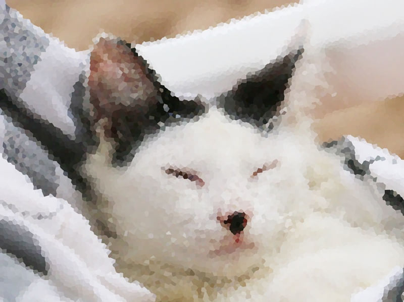 UM DIA UM GATO