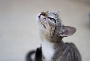 CHLOE A GATA NOVAMENTE