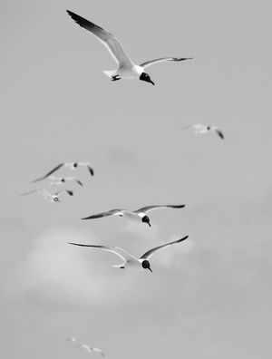 INVASÃO DOS PÁSSAROS II