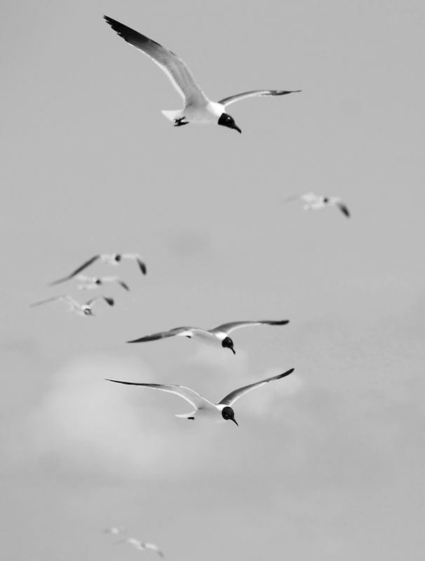 INVASÃO DOS PÁSSAROS II