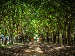 CAMINHO ENTRE ÁRVORES 2