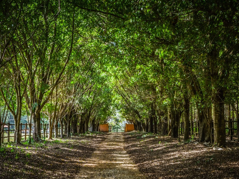 CAMINHO ENTRE ÁRVORES 2