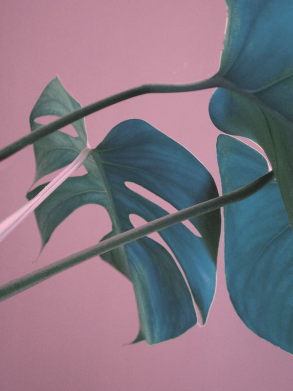 SWEET PINK MONSTERA