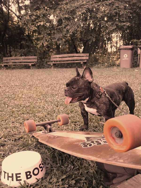 DOG THE BOSS OF THE LONGBOARD