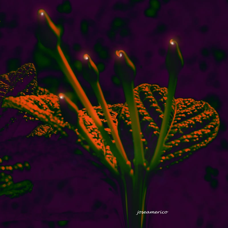 FLOR INTERPLANETÁRIA