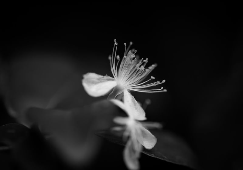 EUGENIA UNIFLORA