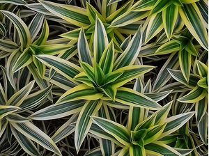 DRACENAS 4