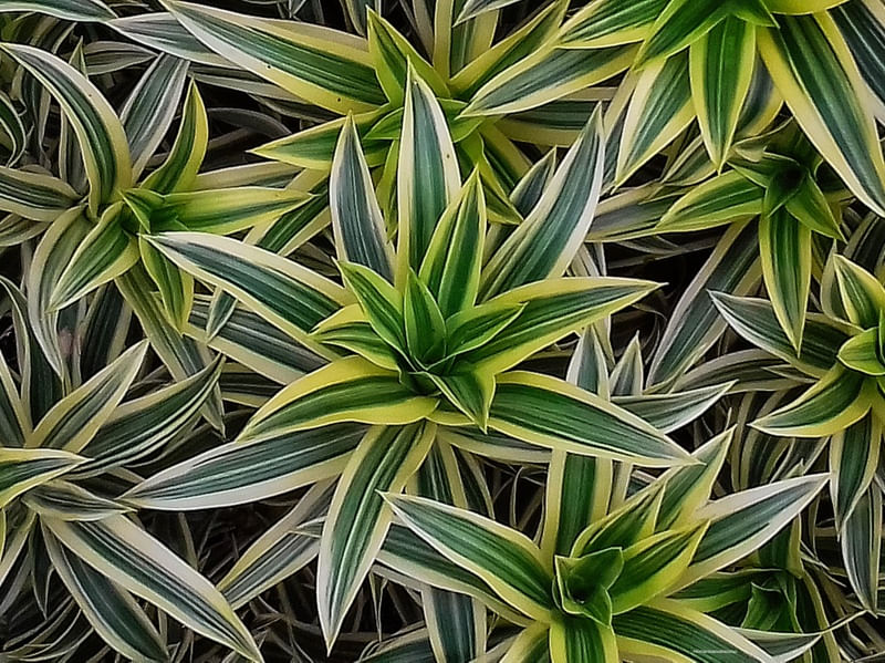 DRACENAS 4