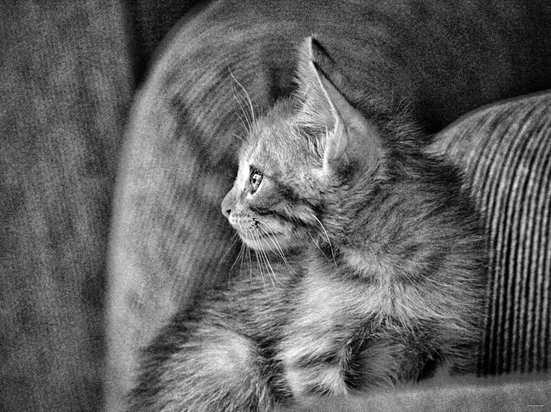 CAT TANG BW