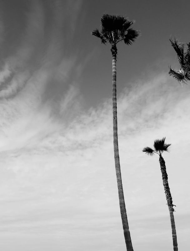 PALM CALIFA