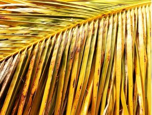 PALM TT IV