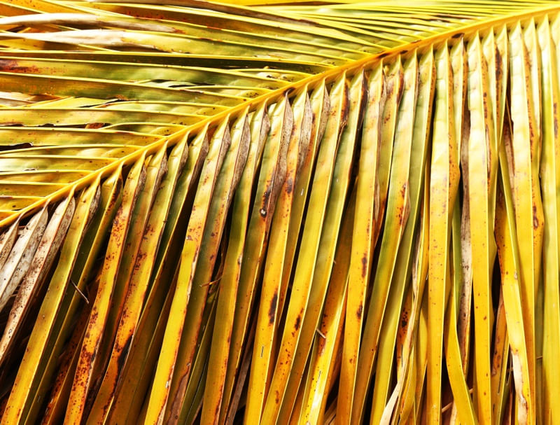 PALM TT IV