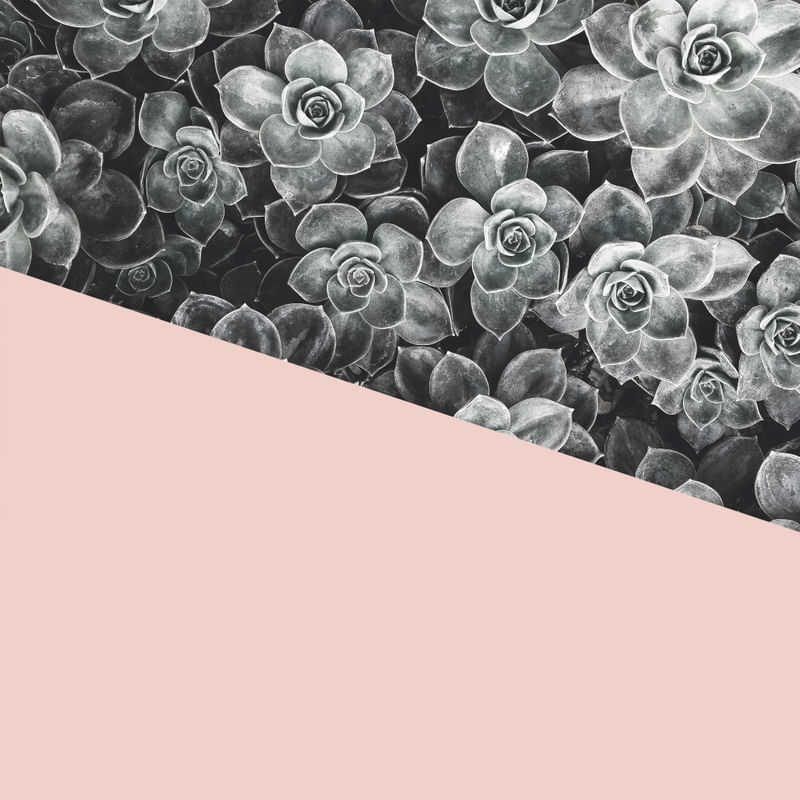 CACTOS E ROSA