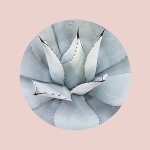 CACTOS E ROSA I