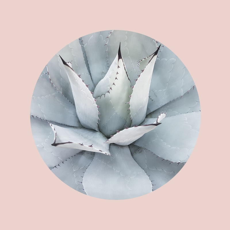 CACTOS E ROSA I