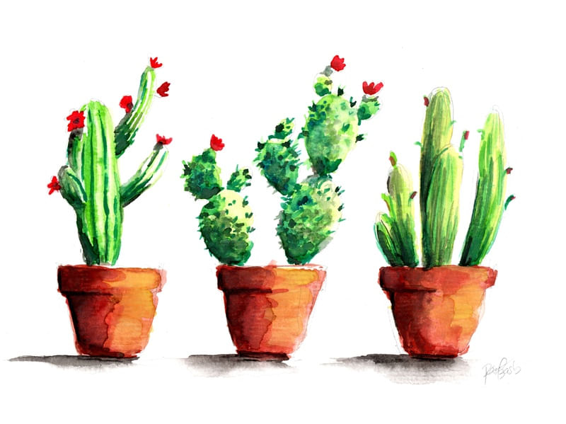3 CACTOS PAISAGEM