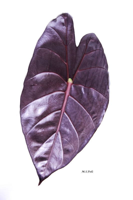 FOLHA ORNAMENTAL