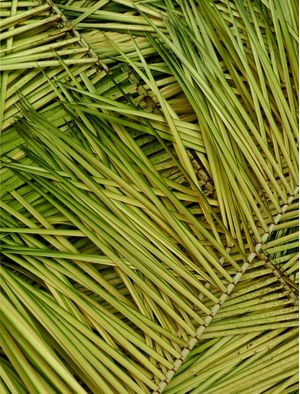 FOLHAS DE PALMEIRA