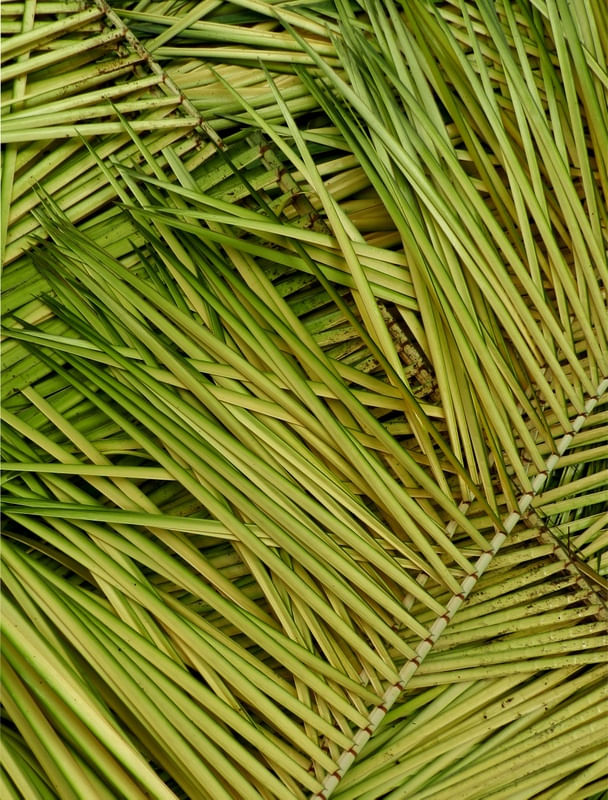 FOLHAS DE PALMEIRA