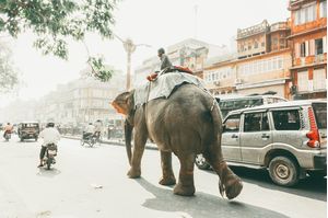 DE ELEFANTE