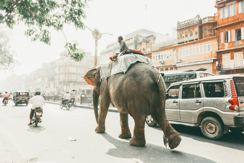 DE ELEFANTE