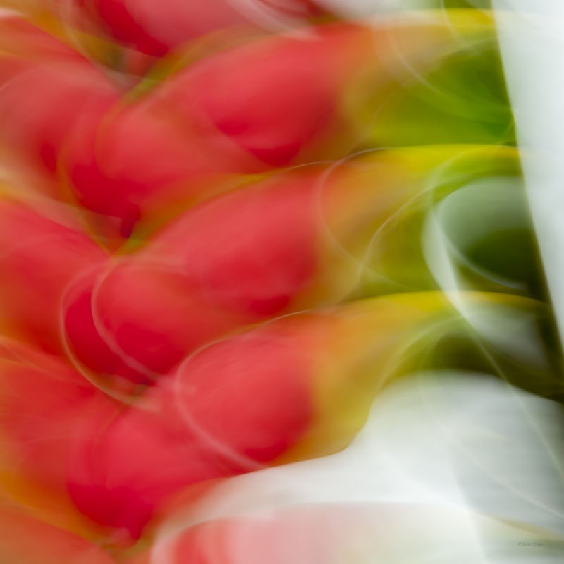 VERMELHA FLOR